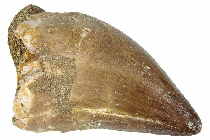 Fossil Mosasaur (Prognathodon) Tooth - Morocco #286327